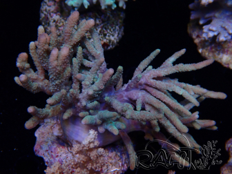 WYSIWYG Sinularia sp 11