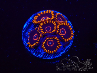WYSIWYG - Zoanthus Red Hornet 2D8