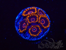 WYSIWYG - Zoanthus Red Hornet 2D8