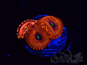 WYSIWYG - Zoanthus Red PPE
