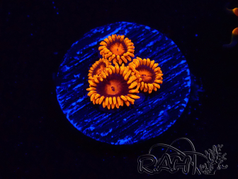 WYSIWYG - Zoanthus Bambam 2H5