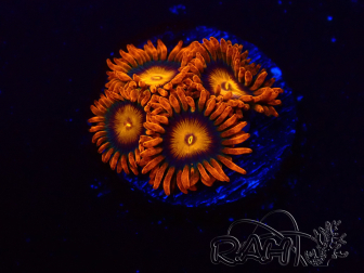 WYSIWYG - Zoanthus Orange Oxyde 2N5