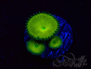 WYSIWYG - RAH Protopalythoa Banana