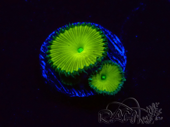 WYSIWYG - RAH Protopalythoa Banana