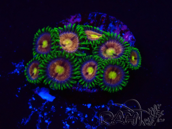WYSIWYG - Zoanthus Laser Lemon