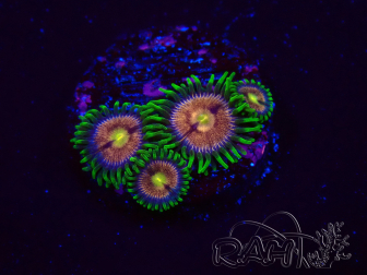 WYSIWYG - Zoanthus Laser Lemon