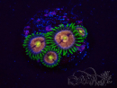 WYSIWYG - Zoanthus Laser Lemon 2T10