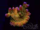 WYSIWYG - RAH Montipora Silly Salmon 5Z1