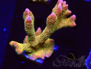 WYSIWYG - RAH Montipora Silly Salmon 5Z2