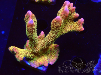 WYSIWYG - RAH Montipora Silly Salmon