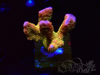WYSIWYG - RAH Montipora Silly Salmon 5Z5