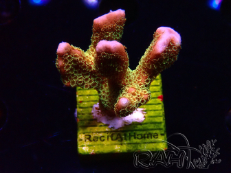 WYSIWYG - RAH Montipora Silly Salmon 5Z5