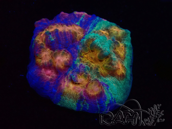 WYSIWYG - RAH Mycedium Paint bleed 23F1