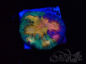 WYSIWYG - RAH Mycedium Paint bleed 23F2