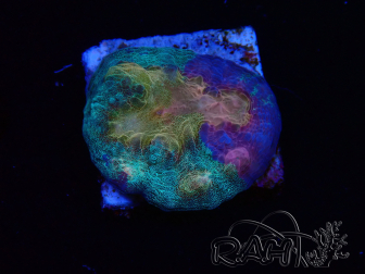 WYSIWYG - RAH Mycedium Paint bleed 23F2