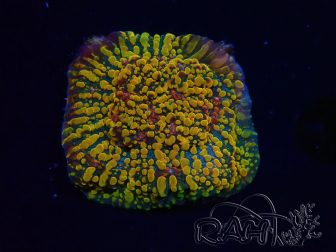 WYSIWYG - CC Cloudberry Chalice 23F7