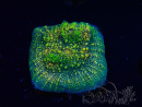 WYSIWYG - RAH Midas Touch Chalice
