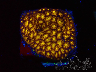 WYSIWYG - RAH Leptastrea Gold 3A6