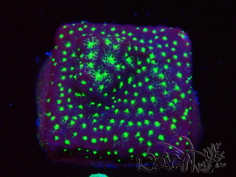 WYSIWYG - RAH Psammocora Bugs Cake 3B6