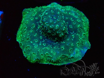 WYSIWYG - RAH Pavona maldivensis Green