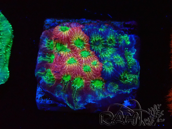 WYSIWYG - JF Favia Dayglo