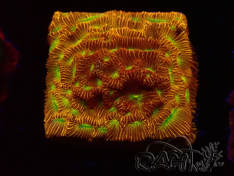 WYSIWYG - JF Leptoseris Jack O Lantern