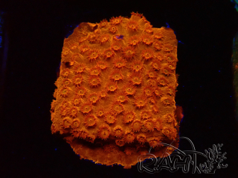 WYSIWYG - BigR Cyphastrea Sunkist 3M3