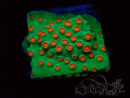 WYSIWYG - WWC Cyphastrea Jingle Bells 3M5