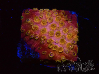 WYSIWYG - WWC Cyphastrea Copper head 3N1