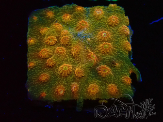 WYSIWYG - Tyree Cyphastrea Red Brick