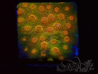 WYSIWYG - Tyree Cyphastrea Red Brick 3N12