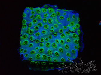 WYSIWYG - RAH Cyphastrea Minefiels