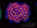WYSIWYG - WWC Cyphastrea Rainbow Madness 3P5