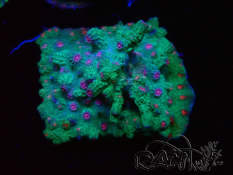 WYSIWYG - RAH Cyphastrea decadia Green