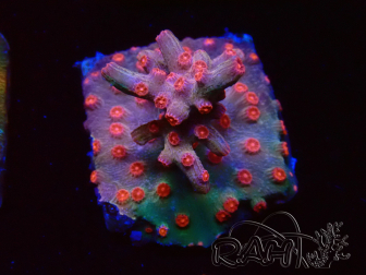WYSIWYG - RAH Cyphastrea decadia Rot