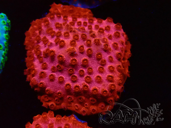 WYSIWYG - AK Candyland Cyphastrea