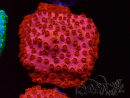 WYSIWYG - AK Candyland Cyphastrea