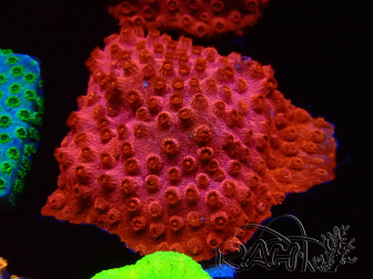 WYSIWYG - AK Candyland Cyphastrea