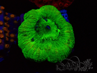 WYSIWYG - RAH Goniastrea Puffy Canary