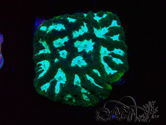 WYSIWYG RAH Favia Luminescent Green