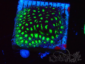 WYSIWYG - RAH Leptastrea Glowworm 3A2