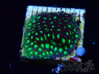 WYSIWYG - RAH Leptastrea Glowworm 3A2