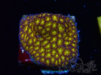 WYSIWYG - RAH Leptastrea Gold 3A6