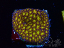 WYSIWYG - RAH Leptastrea Gold 3A6