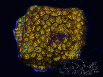 WYSIWYG - RAH Leptastrea Gold 3A7