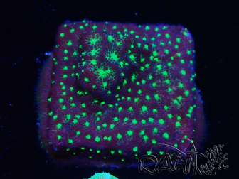 WYSIWYG - RAH Psammocora Bugs Cake 3B6