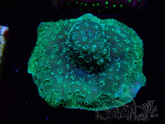 WYSIWYG - RAH Pavona maldivensis Verde