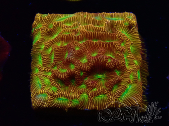 WYSIWYG - JF Leptoseris Jack O Lantern 3J12