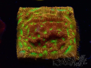 WYSIWYG - JF Leptoseris Jack O Lantern 3J12