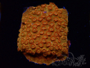WYSIWYG - BigR Cyphastrea Sunkist 3M3